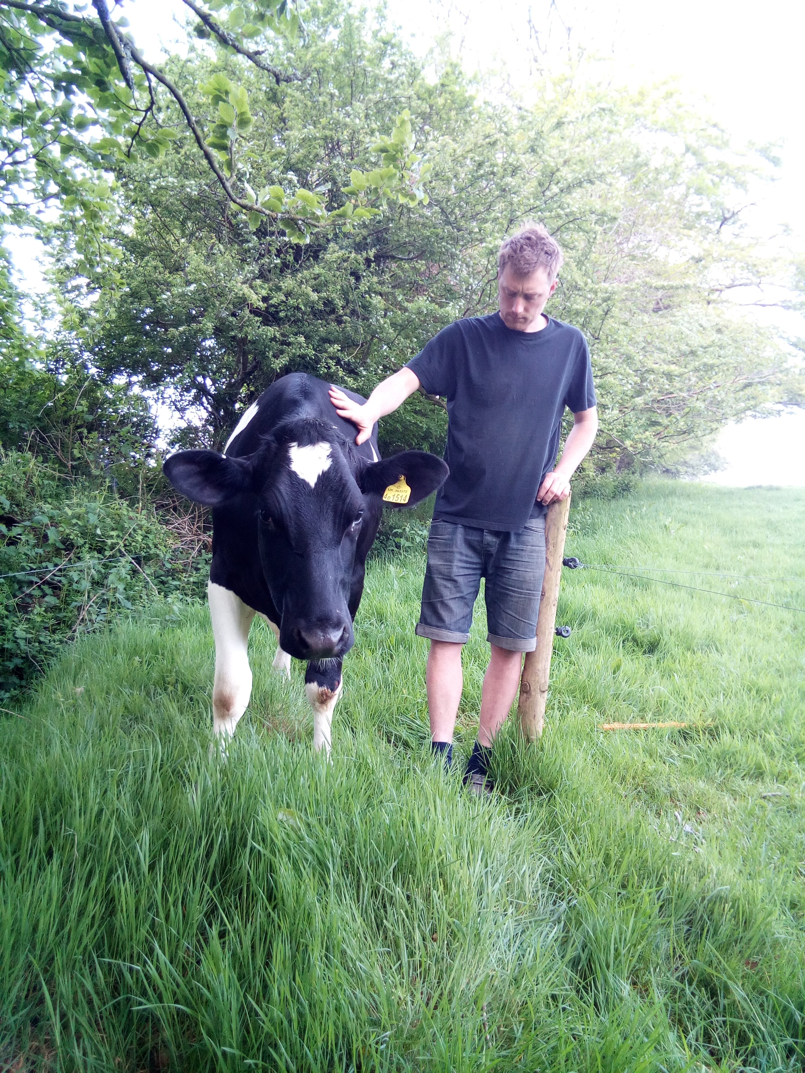 Cows