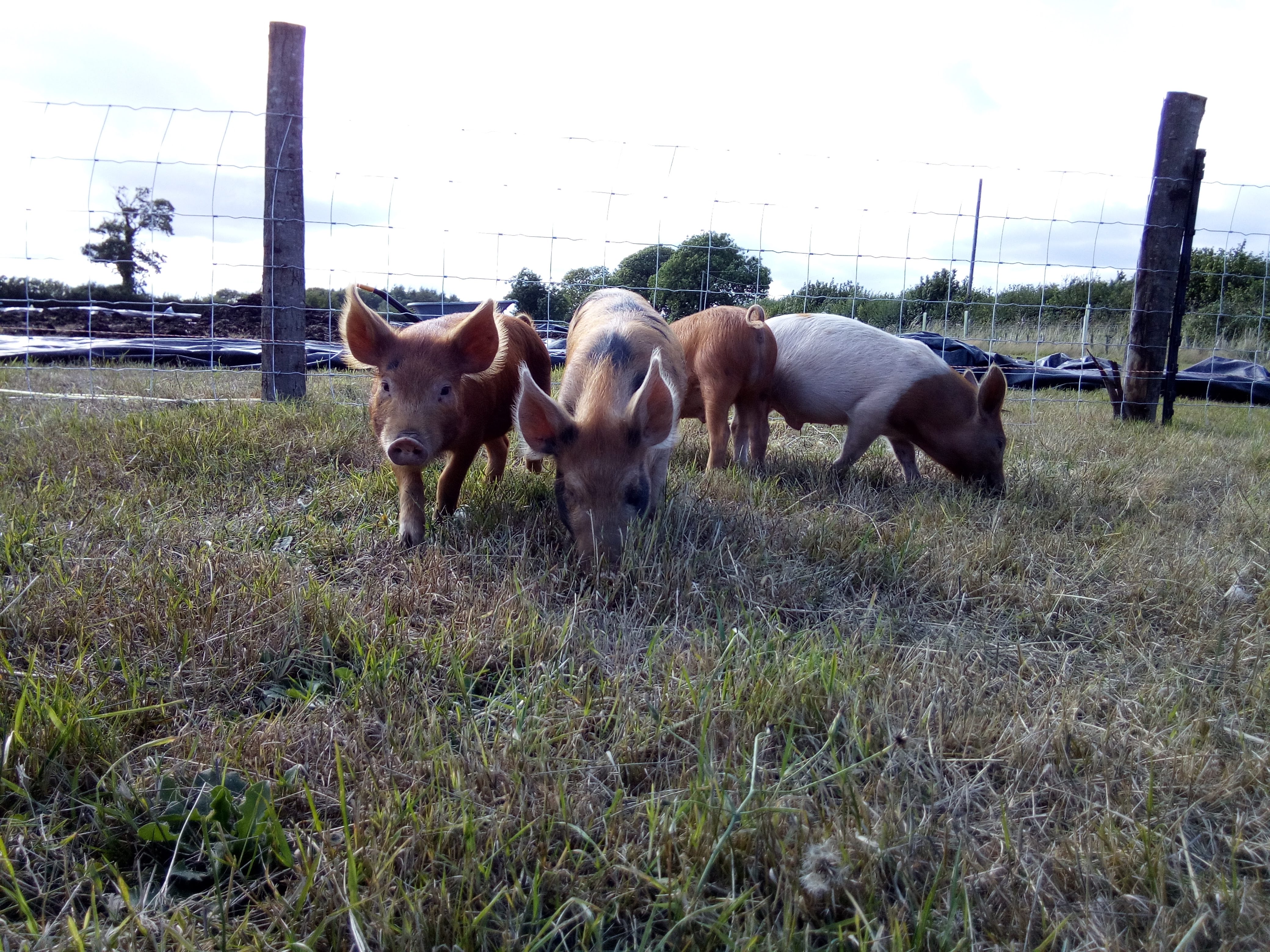 Pigs