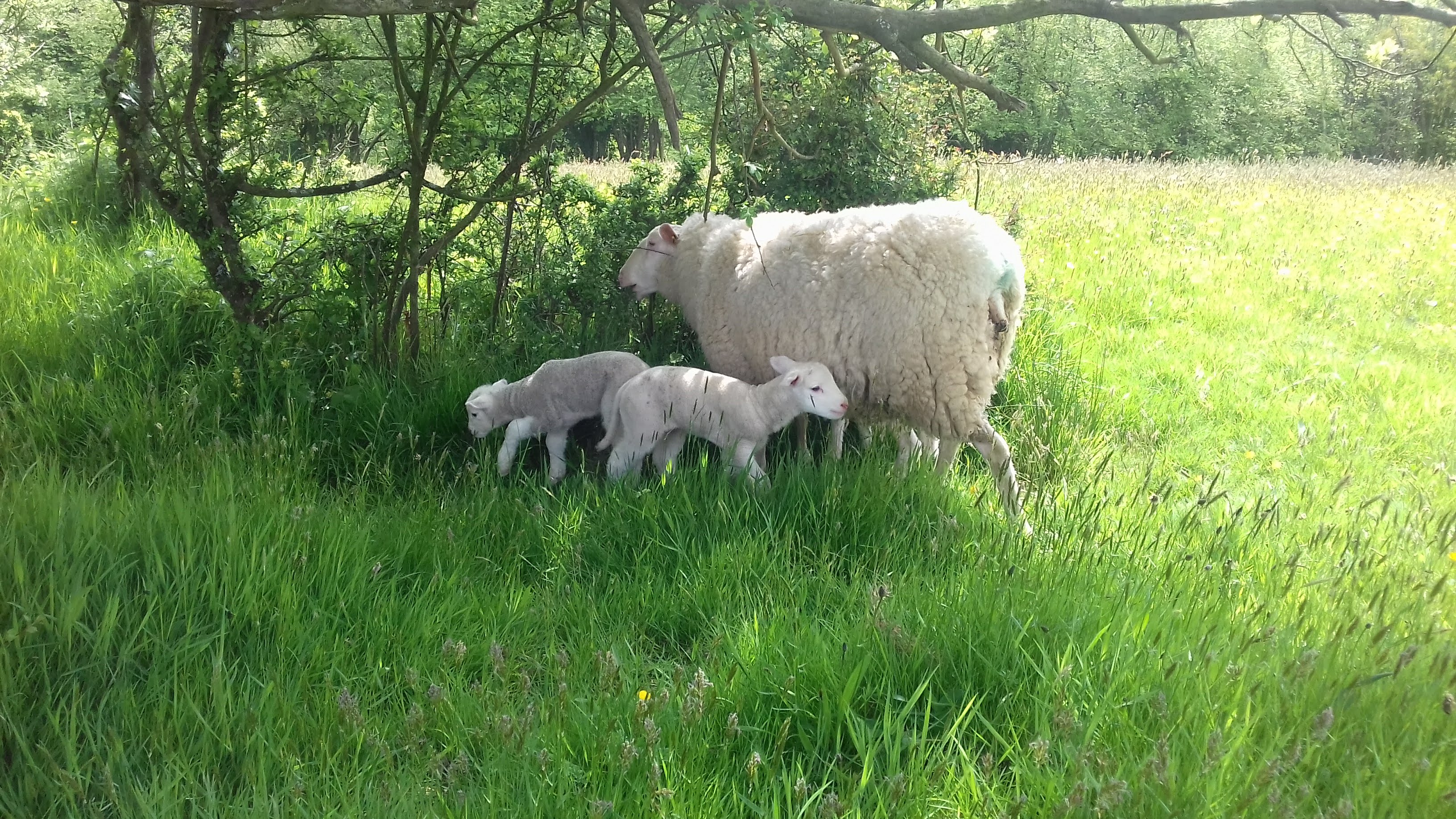 Lamb